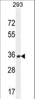 OR10H1 Antibody - OR10H1 Antibody western blot of 293 cell line lysates (35 ug/lane). The OR10H1 antibody detected the OR10H1 protein (arrow).