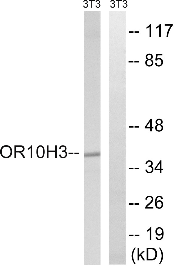 OR10H3+OR10H4 Antibody - Western blot analysis of lysates from NIH/3T3 cells, using OR10H3/10H4 Antibody. The lane on the right is blocked with the synthesized peptide.