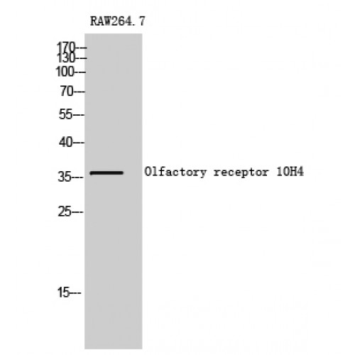 OR10H4 Antibody - Western blot of Olfactory receptor 10H4 antibody