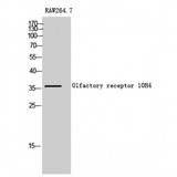 OR10H4 Antibody - Western blot of Olfactory receptor 10H4 antibody