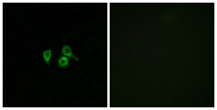 OR10H4 Antibody - Immunofluorescence analysis of A549 cells, using OR10H4 Antibody. The picture on the right is blocked with the synthesized peptide.