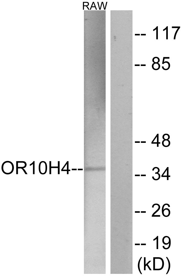 OR10H4 Antibody - Western blot analysis of lysates from RAW264.7 cells, using OR10H4 Antibody. The lane on the right is blocked with the synthesized peptide.