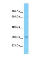 OR10H5 Antibody - Western blot of Human THP-1. OR10H5 antibody dilution 1.0 ug/ml.  This image was taken for the unconjugated form of this product. Other forms have not been tested.