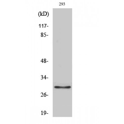 OR10J1 Antibody - Western blot of Olfactory receptor 10J1 antibody