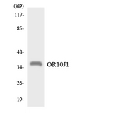 OR10J1 Antibody - Western blot analysis of the lysates from RAW264.7cells using OR10J1 antibody.