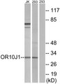 OR10J1 Antibody - Western blot analysis of lysates from 293 and Jurkat cells, using OR10J1 Antibody. The lane on the right is blocked with the synthesized peptide.