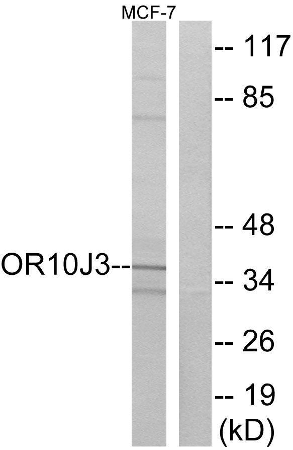 OR10J3 Antibody - Western blot analysis of lysates from MCF-7 cells, using OR10J3 Antibody. The lane on the right is blocked with the synthesized peptide.