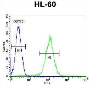 OR10J5 Antibody - OR10J5 Antibody flow cytometry of HL-60 cells (right histogram) compared to a negative control cell (left histogram). FITC-conjugated goat-anti-rabbit secondary antibodies were used for the analysis.