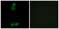 OR10J5 Antibody - Peptide - + Immunofluorescence analysis of MCF-7 cells, using OR10J5 antibody.