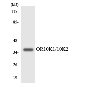 OR10K1+2 Antibody - Western blot analysis of the lysates from HUVECcells using OR10K1/10K2 antibody.