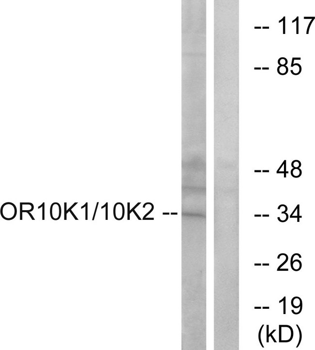 OR10K1+2 Antibody - Western blot analysis of lysates from HepG2 cells, using OR10K1/10K2 Antibody. The lane on the right is blocked with the synthesized peptide.