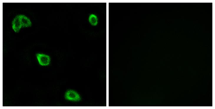 OR10K1+2 Antibody - Peptide - + Immunofluorescence analysis of LOVO cells, using OR10K1/10K2 antibody.