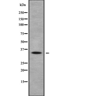 OR10Q1 Antibody - Western blot analysis of OR10Q1 expression in HEK293 cells. The lane on the left is treated with the antigen-specific peptide.