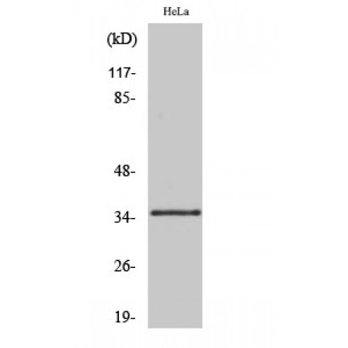 OR10R2 Antibody - Western blot of Olfactory receptor 10R2 antibody
