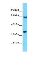 OR10R2 Antibody - Western blot of Human HepG2. OR10R2 antibody dilution 1.0 ug/ml.  This image was taken for the unconjugated form of this product. Other forms have not been tested.