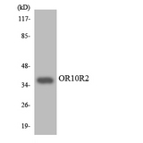 OR10R2 Antibody - Western blot analysis of the lysates from HT-29 cells using OR10R2 antibody.