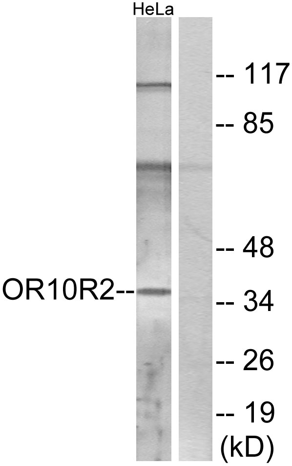 OR10R2 Antibody - Western blot analysis of lysates from HeLa cells, using OR10R2 Antibody. The lane on the right is blocked with the synthesized peptide.