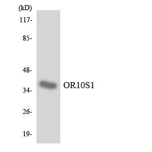 OR10S1 Antibody - Western blot analysis of the lysates from HepG2 cells using OR10S1 antibody.