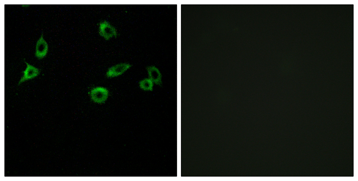 OR10S1 Antibody - Immunofluorescence analysis of MCF7 cells, using OR10S1 Antibody. The picture on the right is blocked with the synthesized peptide.