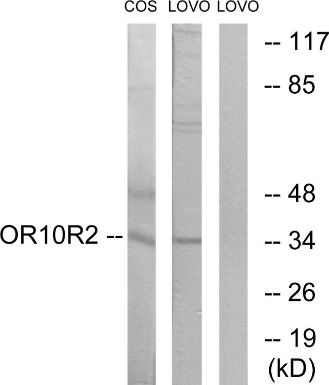 OR10S1 Antibody - Western blot analysis of lysates from COS7 and LOVO cells, using OR10S1 Antibody. The lane on the right is blocked with the synthesized peptide.