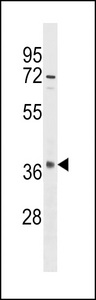 OR10S1 Antibody - OR10S1 Antibody western blot of HeLa cell line lysates (35 ug/lane). The OR10S1 antibody detected the OR10S1 protein (arrow).