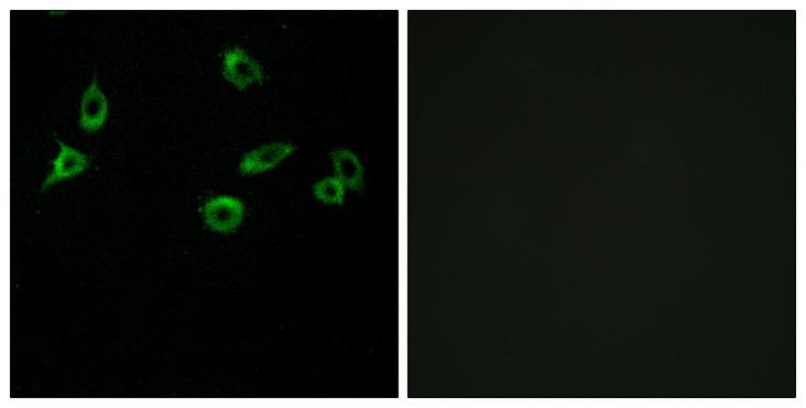 OR10S1 Antibody - Peptide - + Immunofluorescence analysis of MCF-7 cells, using OR10S1 antibody.