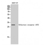 OR10T2 Antibody - Western blot of Olfactory receptor 10T2 antibody