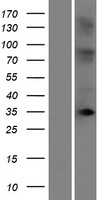 OR10T2 Protein - Western validation with an anti-DDK antibody * L: Control HEK293 lysate R: Over-expression lysate