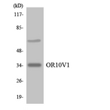 OR10V1 Antibody - Western blot analysis of the lysates from Jurkat cells using OR10V1 antibody.