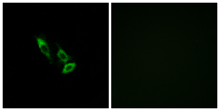 OR10V1 Antibody - Immunofluorescence analysis of A549 cells, using OR10V1 Antibody. The picture on the right is blocked with the synthesized peptide.