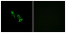 OR10V1 Antibody - Immunofluorescence analysis of A549 cells, using OR10V1 Antibody. The picture on the right is blocked with the synthesized peptide.