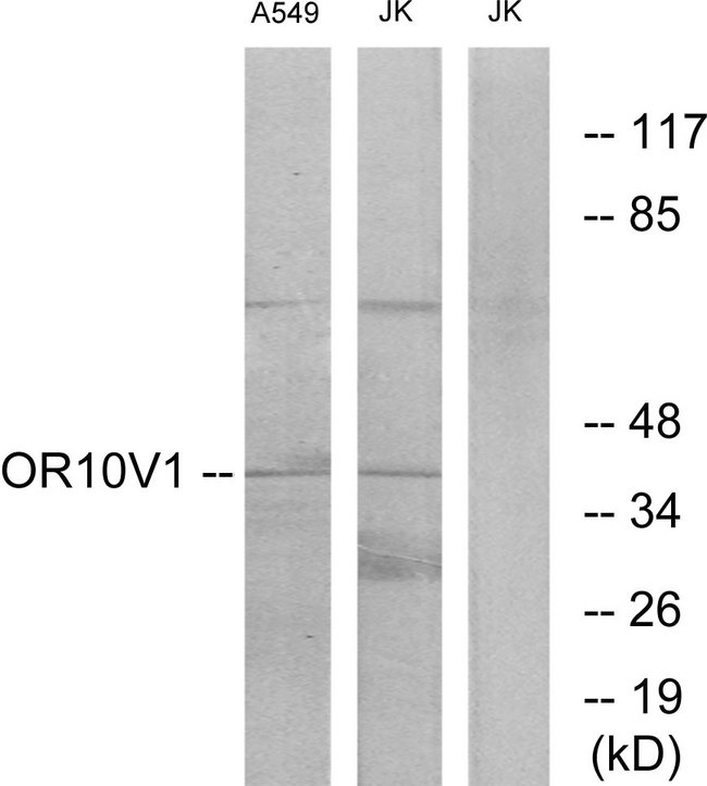 OR10V1 Antibody - Western blot analysis of lysates from A549 and Jurkat cells, using OR10V1 Antibody. The lane on the right is blocked with the synthesized peptide.