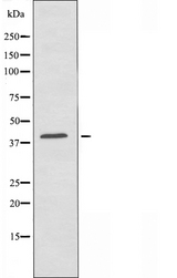 OR10V1 Antibody - Western blot analysis of extracts of A549 cells using OR10V1 antibody.