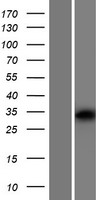 OR10V1 Protein - Western validation with an anti-DDK antibody * L: Control HEK293 lysate R: Over-expression lysate