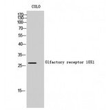 OR10X1 Antibody - Western blot of Olfactory receptor 10X1 antibody