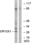 OR10X1 Antibody - Western blot of extracts from COLO cells, using OR10X1 Antibody. The lane on the right is treated with the synthesized peptide.