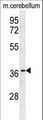 OR10X1 Antibody - OR10X1 Antibody western blot of mouse cerebellum tissue lysates (35 ug/lane). The OR10X1 antibody detected the OR10X1 protein (arrow).
