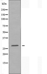 OR10X1 Antibody - Western blot analysis of extracts of COLO cells using OR10X1 antibody.