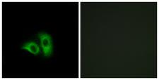 OR10X1 Antibody - Peptide - + Immunofluorescence analysis of A549 cells, using OR10X1 antibody.