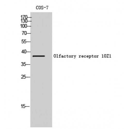 OR10Z1 Antibody - Western blot of Olfactory receptor 10Z1 antibody