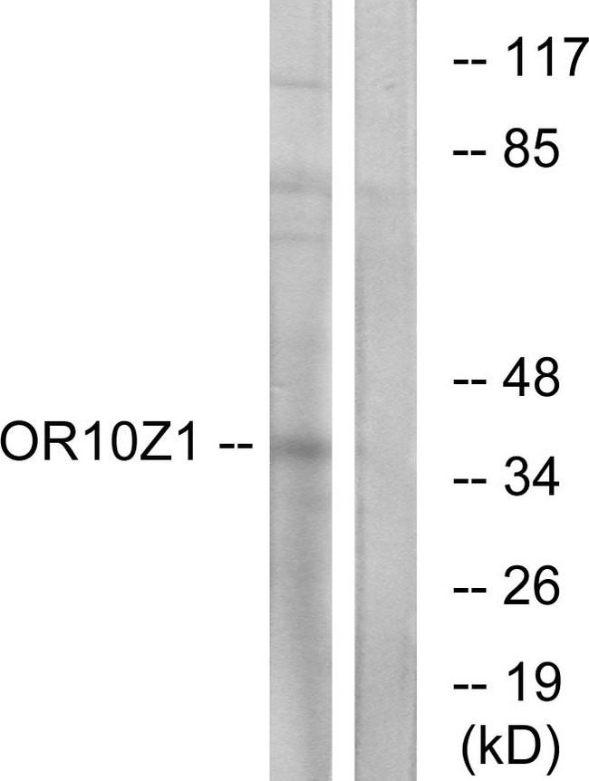 OR10Z1 Antibody - Western blot analysis of lysates from COS7 cells, using OR10Z1 Antibody. The lane on the right is blocked with the synthesized peptide.