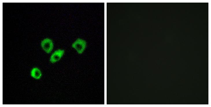 OR10Z1 Antibody - Peptide - + Immunofluorescence analysis of MCF-7 cells, using OR10Z1 antibody.