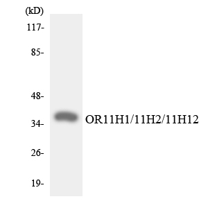 OR11H1+2+12 Antibody - Western blot analysis of the lysates from HeLa cells using OR11H1/11H2/11H12 antibody.