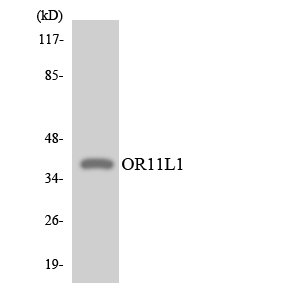 OR11L1 Antibody - Western blot analysis of the lysates from COLO205 cells using OR11L1 antibody.