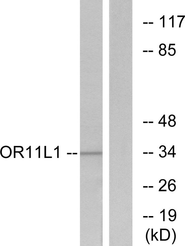 OR11L1 Antibody - Western blot analysis of lysates from LOVO cells, using OR11L1 Antibody. The lane on the right is blocked with the synthesized peptide.