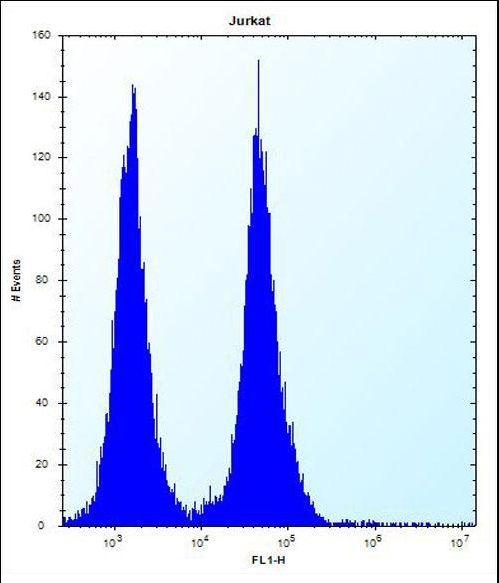 OR11L1 Antibody - OR11L1 Antibody flow cytometry of Jurkat cells (right histogram) compared to a negative control cell (left histogram). FITC-conjugated donkey-anti-rabbit secondary antibodies were used for the analysis.