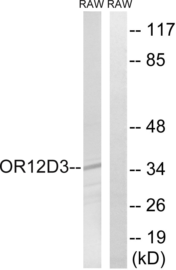 OR12D3 Antibody - Western blot analysis of lysates from RAW264.7 cells, using OR12D3 Antibody. The lane on the right is blocked with the synthesized peptide.