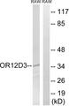 OR12D3 Antibody - Western blot analysis of extracts from RAW264.7 cells, using OR12D3 antibody.