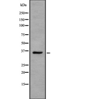 OR13A1 Antibody - Western blot analysis OR13A1 using HepG2 whole cells lysates
