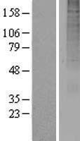 OR13A1 Protein - Western validation with an anti-DDK antibody * L: Control HEK293 lysate R: Over-expression lysate